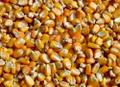 Зерно кукурузы (продовольственная) 5000т